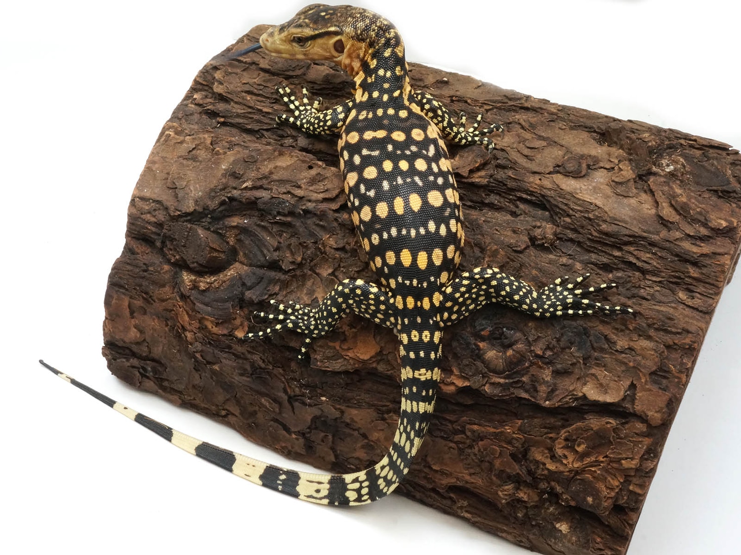 CBB Dwarf Hypomelanistic Celebensis Water Monitor by New England