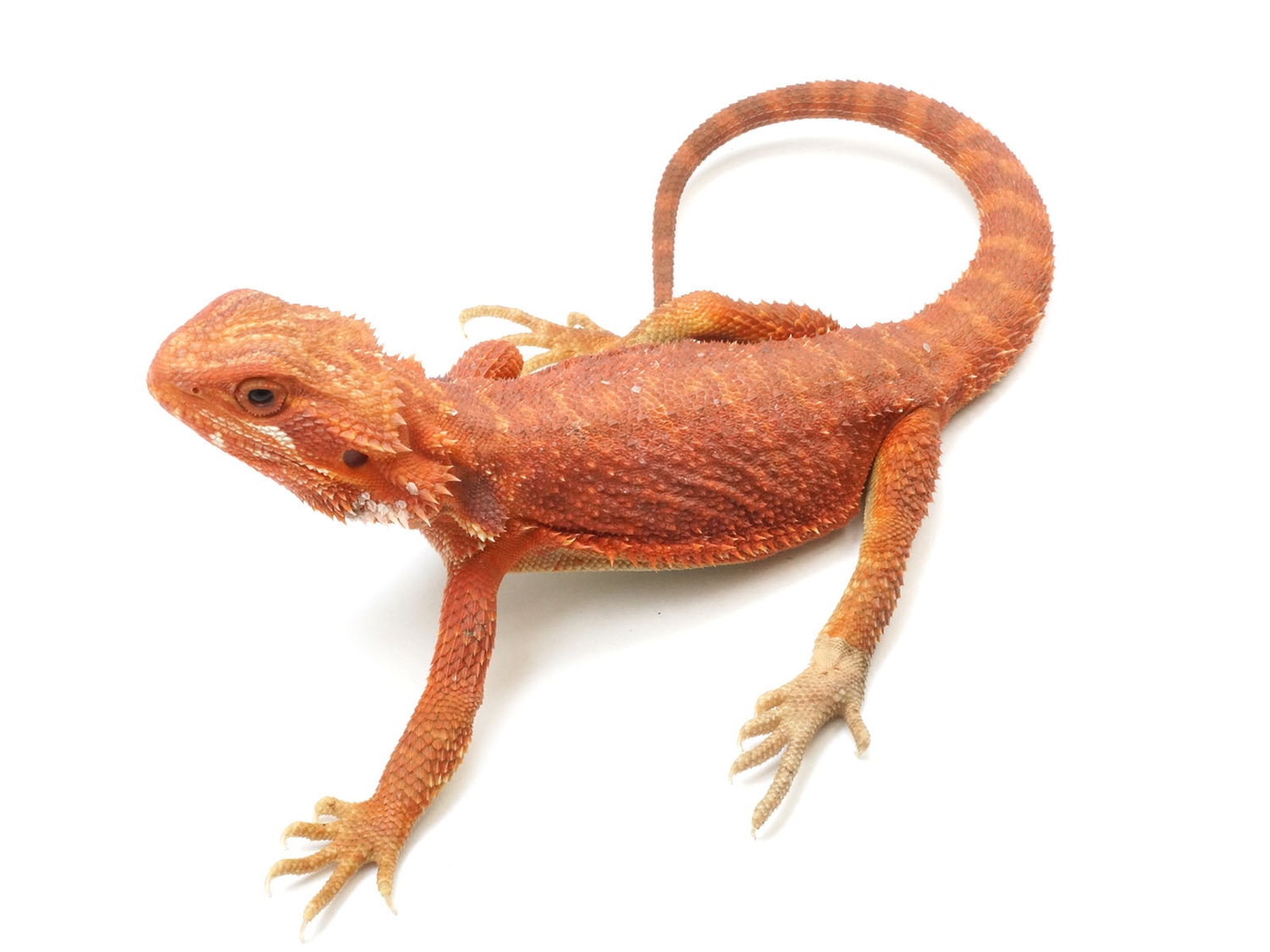 Blood Red Hypo Translucent Bearded Dragon Central Bearded Dragon by New