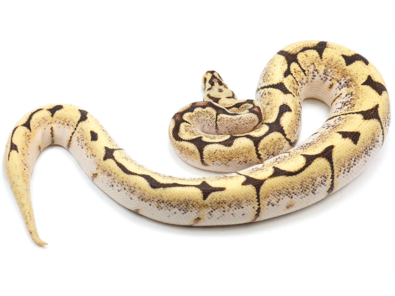 Spider Yellowbelly Bald Ball Python by New England Reptile Distributors ...