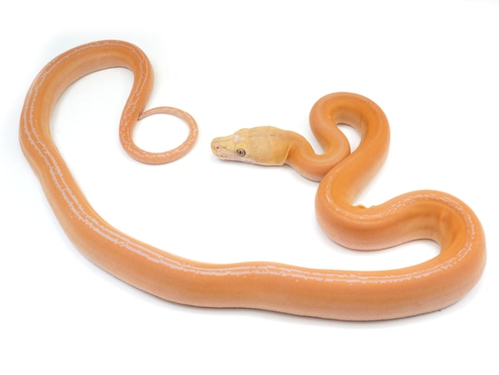 Albino Golden Child Possible Tiger Reticulated Python by NERD