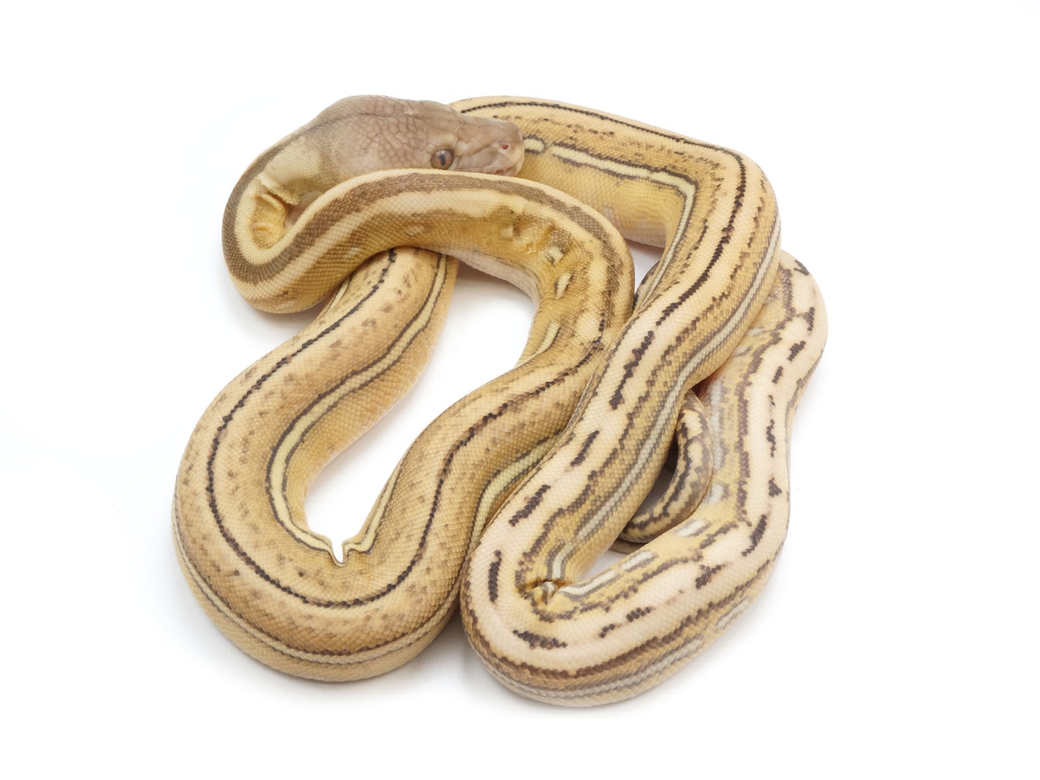 Super Tiger Platinum Reticulated Python by New England Reptile ...