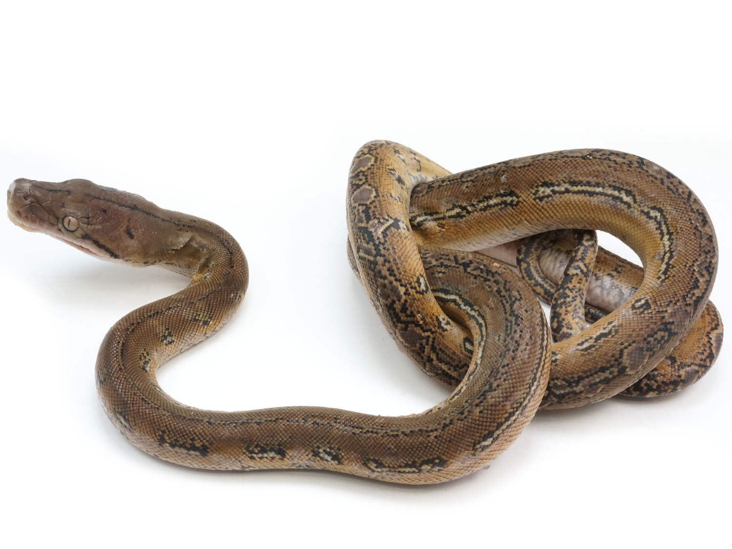 Phantom Marble Reticulated Python by New England Reptile Distributors ...