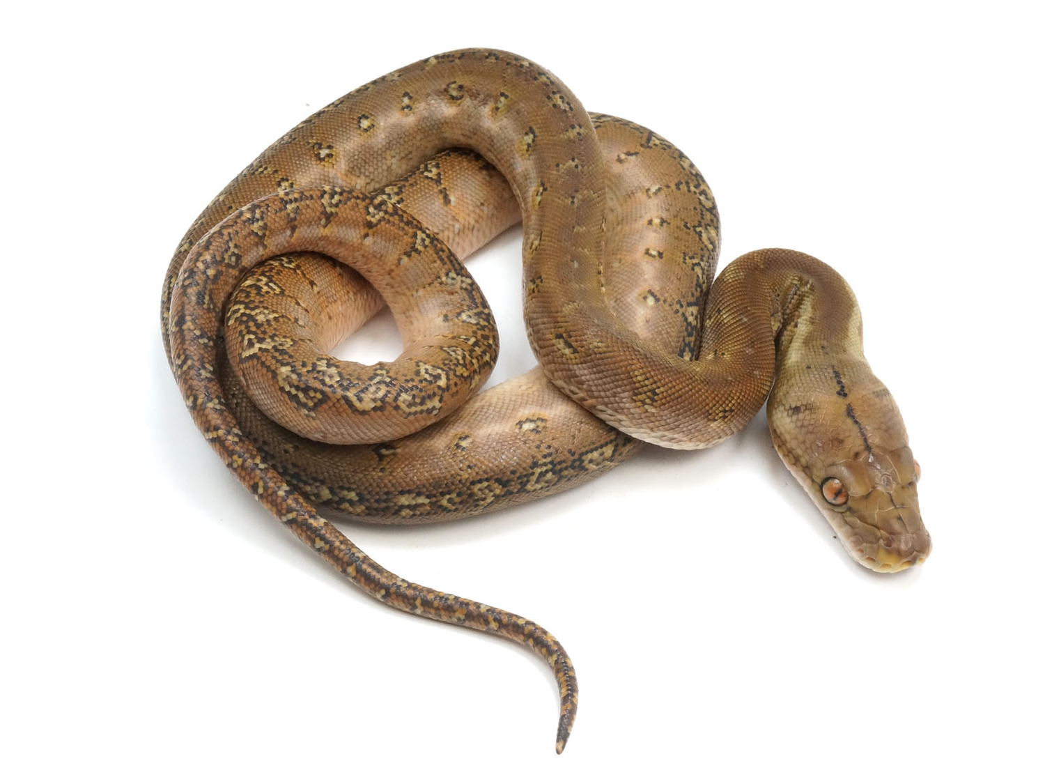 Phantom Marble Reticulated Python by New England Reptile Distributors ...