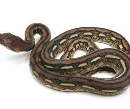 Orange Glow ( Indo Caramel + Clark Albino) Motley - Currently Breeding ...