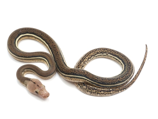 Tiger Anthrax Reticulated Python by NERD