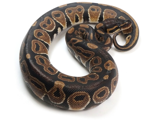 Het Ultra Ball Python by NERD