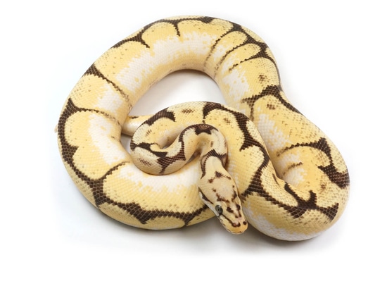 Bumble Bee Yellowbelly Fader Bald Ball Python by NERD
