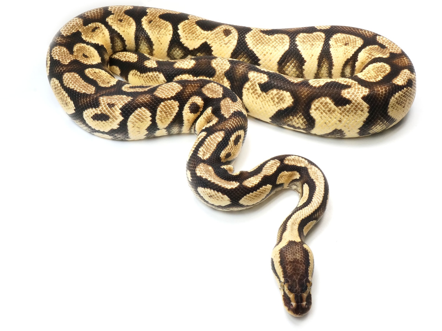 Prince Python Varients Pastel Yellowbelly Het Clown Ball Python by New England Reptile ...
