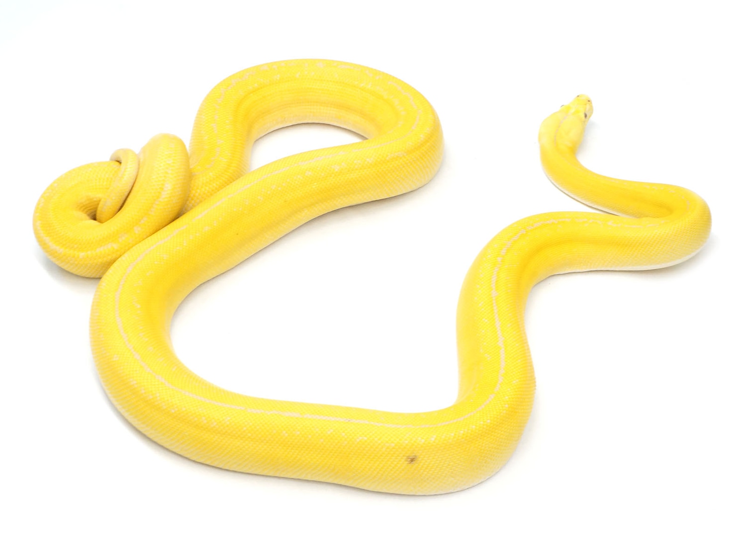 Golden Child Citrus Tiger Reticulated Python by New England Reptile ...