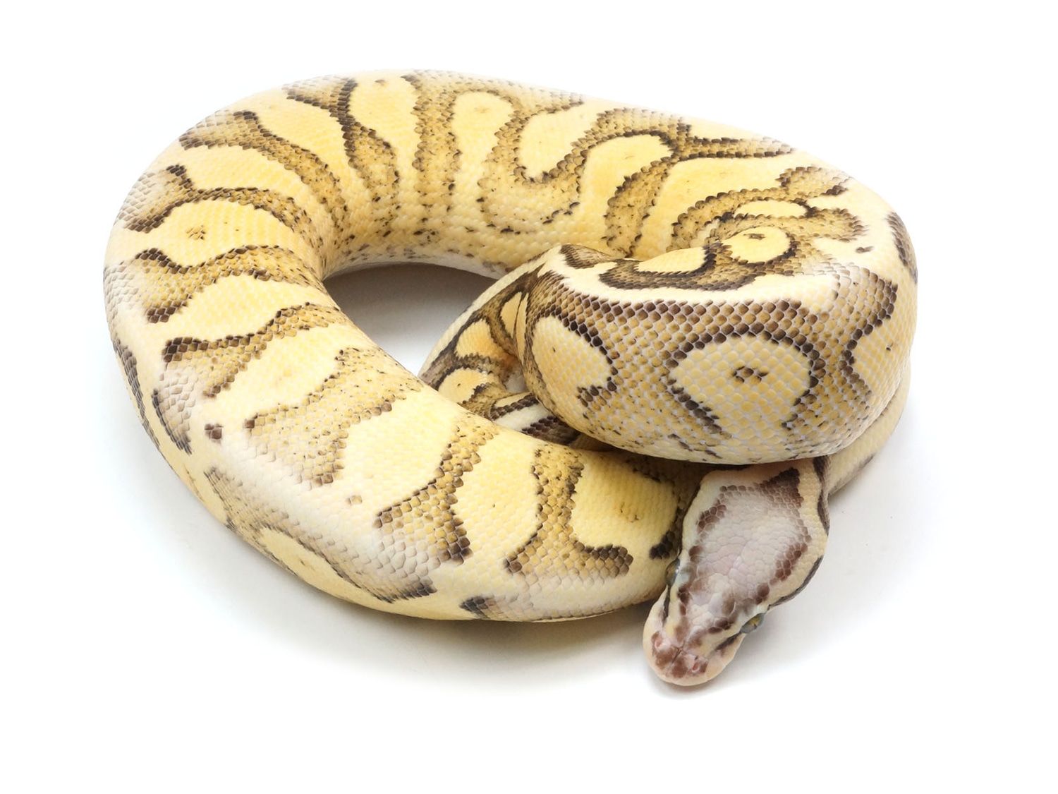 Super Pastel Yellowbelly Bald Super Fader Ball Python by New England ...