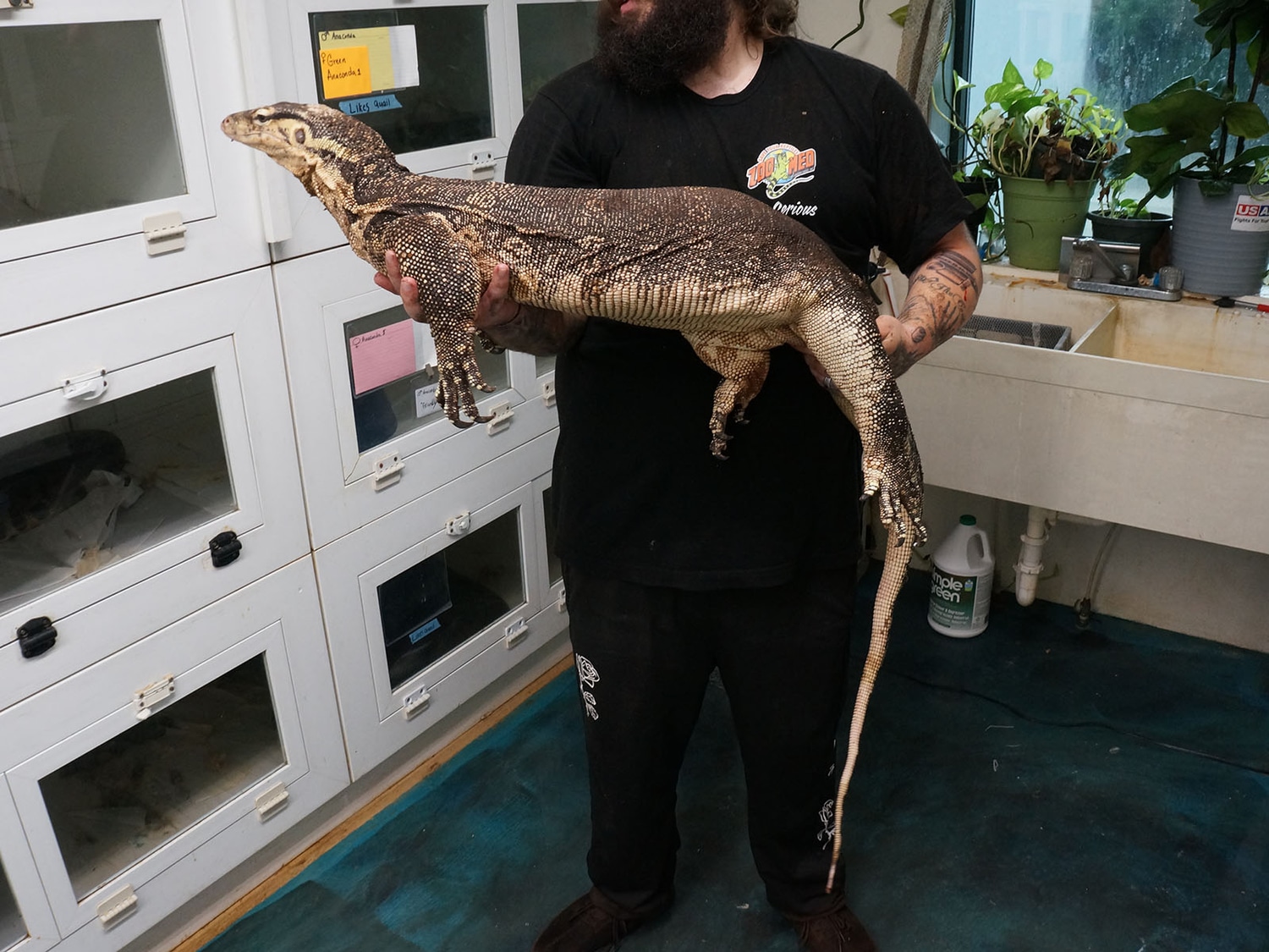 Asian Water Monitor by New England Reptile Distributors MorphMarket