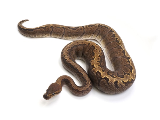 GHI Pinstripe Ball Python by NERD