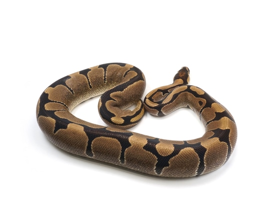 Normal - Very Cool Pattern Ball Python by NERD