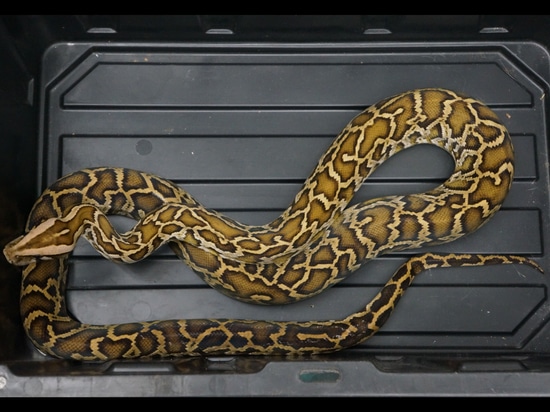 Normal Burmese Python by NERD