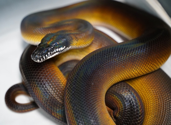 Monster Breeder Dalberts Python - Captive Raised Gem White-Lipped ...