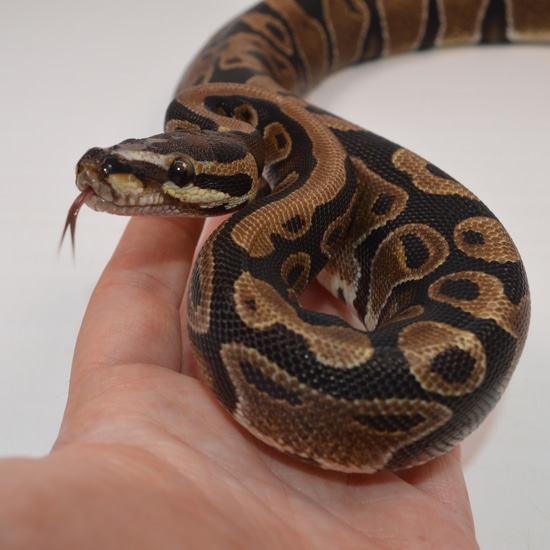 Microscale Ball Python by NERD