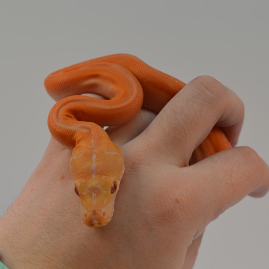 CBB White Citrus Golden Child Tiger Reticulated Python by NERD
