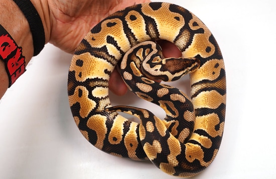 Pastel Poss Het Clown Ball Python - SALE by NERD