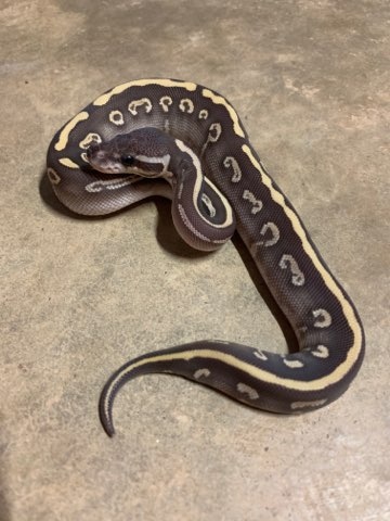 Super Mystic Ball Python by J5 Reptiles - MorphMarket