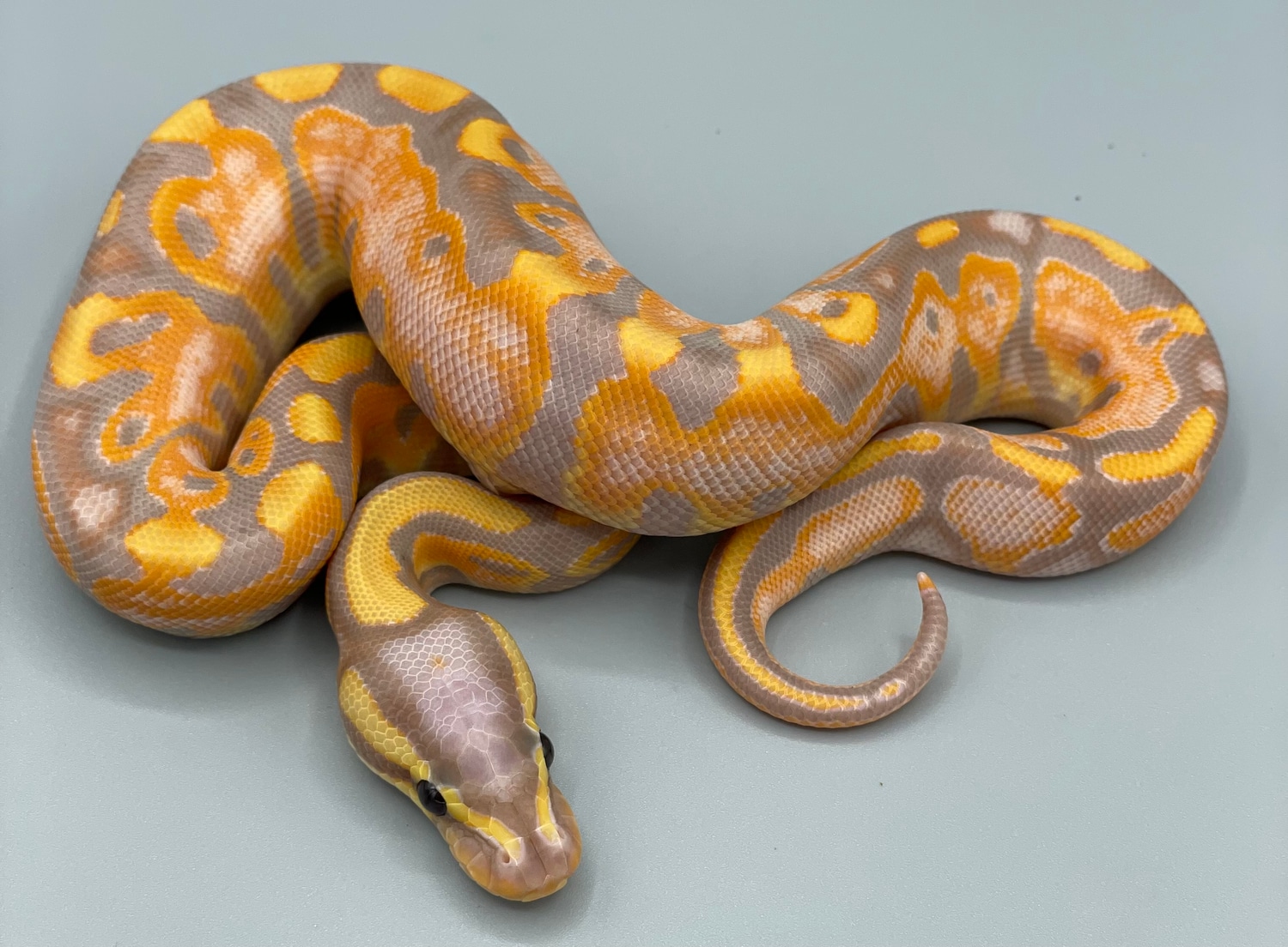 Banana Black Pastel Enchi 66 Het Pied Ball Python by J5 Reptiles