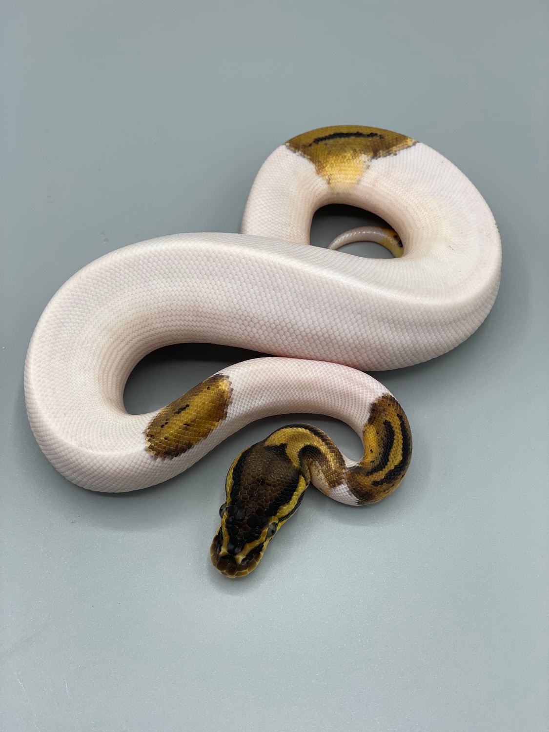 Pastel Pied Ball Python by J5 Reptiles - MorphMarket