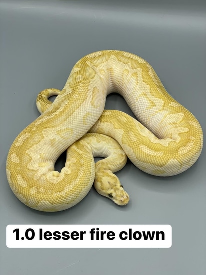 Lesser Fire Clown Ball Python by J5 Reptiles