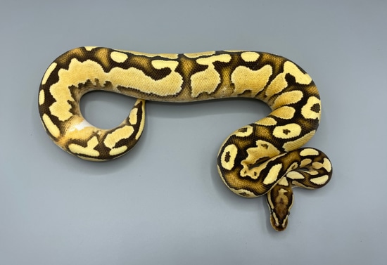 Super OD Fire YB Ball Python by J5 Reptiles