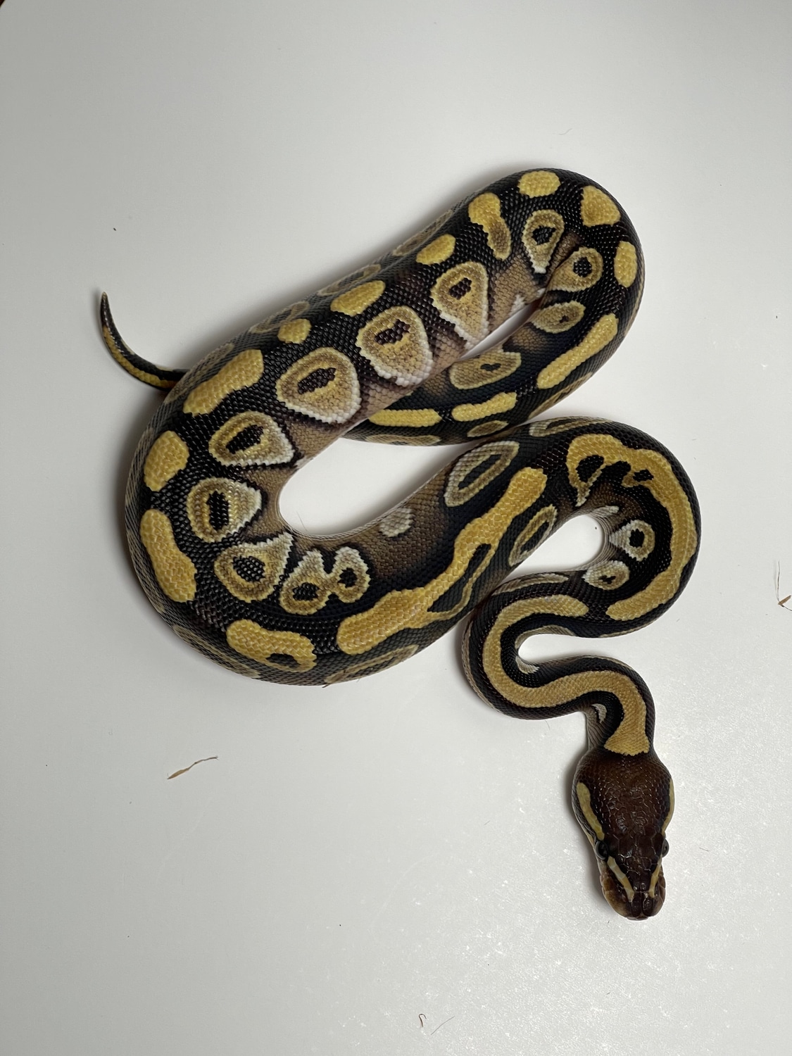 Mojave Ball Python by Nevada County Serpents - MorphMarket