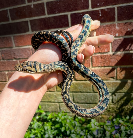 USCBB Sorong X Merauke Scrub Python by Neversvn