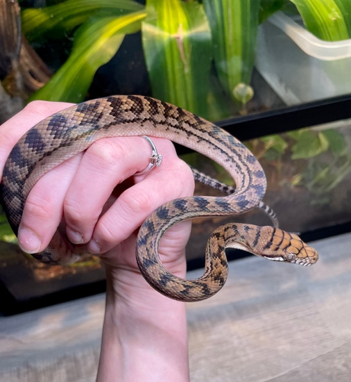 CBB ‘24 Scrub Python - M8 by Neversvn