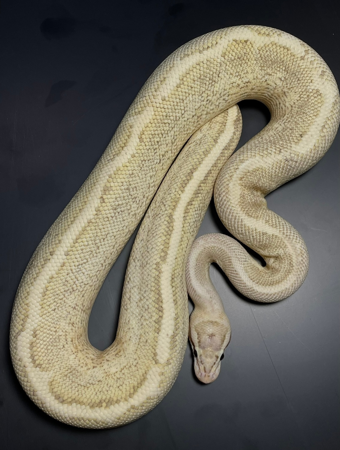 Puma Mckenzie Ball Python by Ben Huitt - MorphMarket