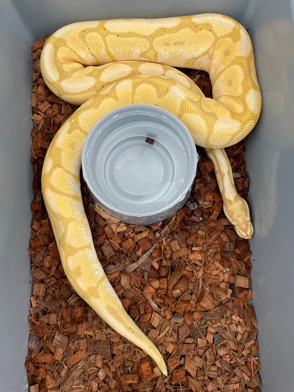 Banana Spider Ball Python by Ben Huitt MorphMarket