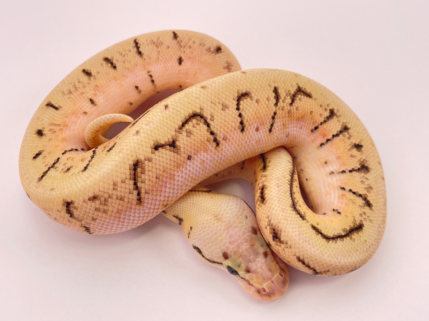 Spinner Blast Ball Python by Ben Huitt MorphMarket