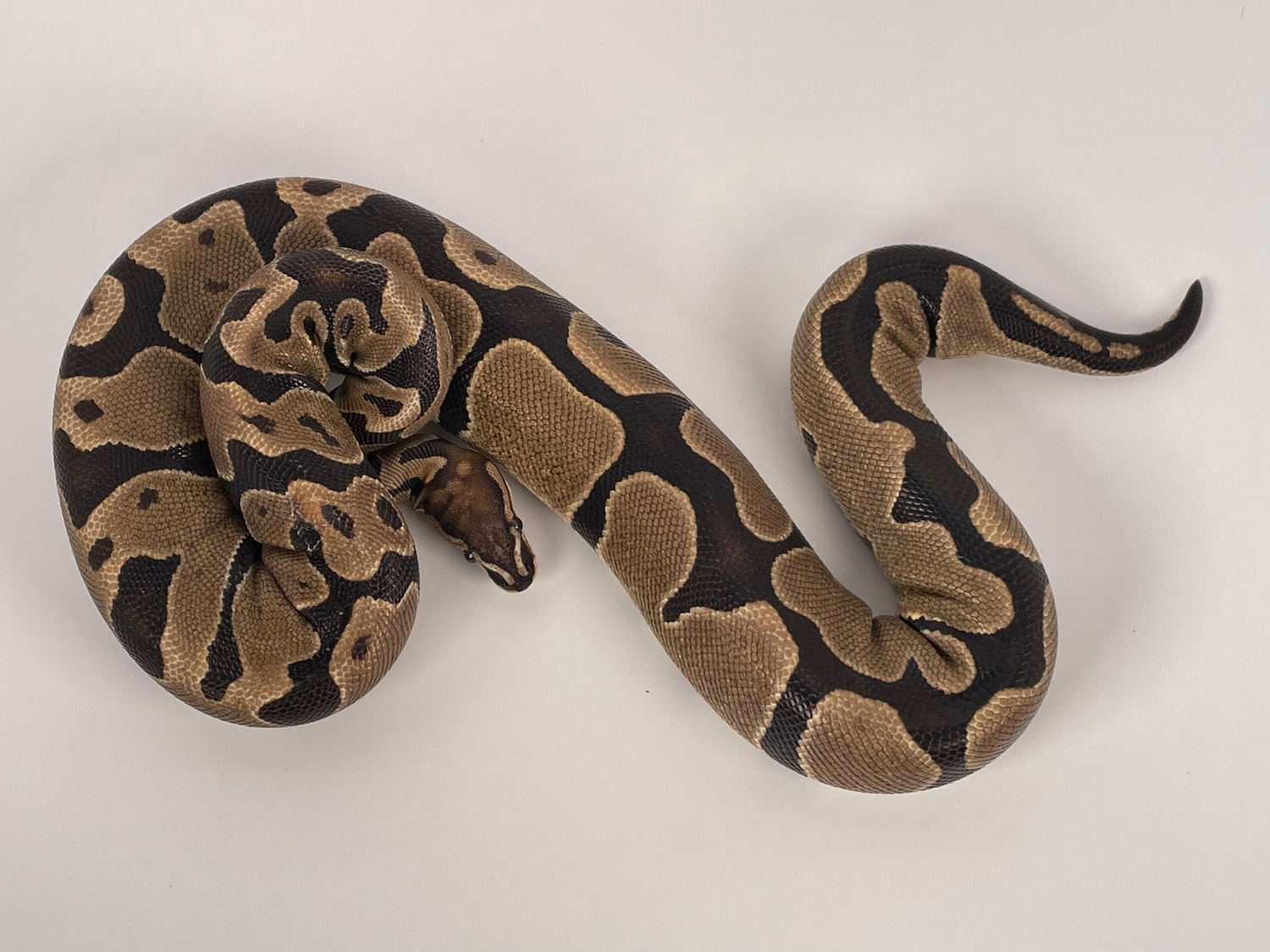 Scaleless Head Ball Python by Ben Huitt - MorphMarket