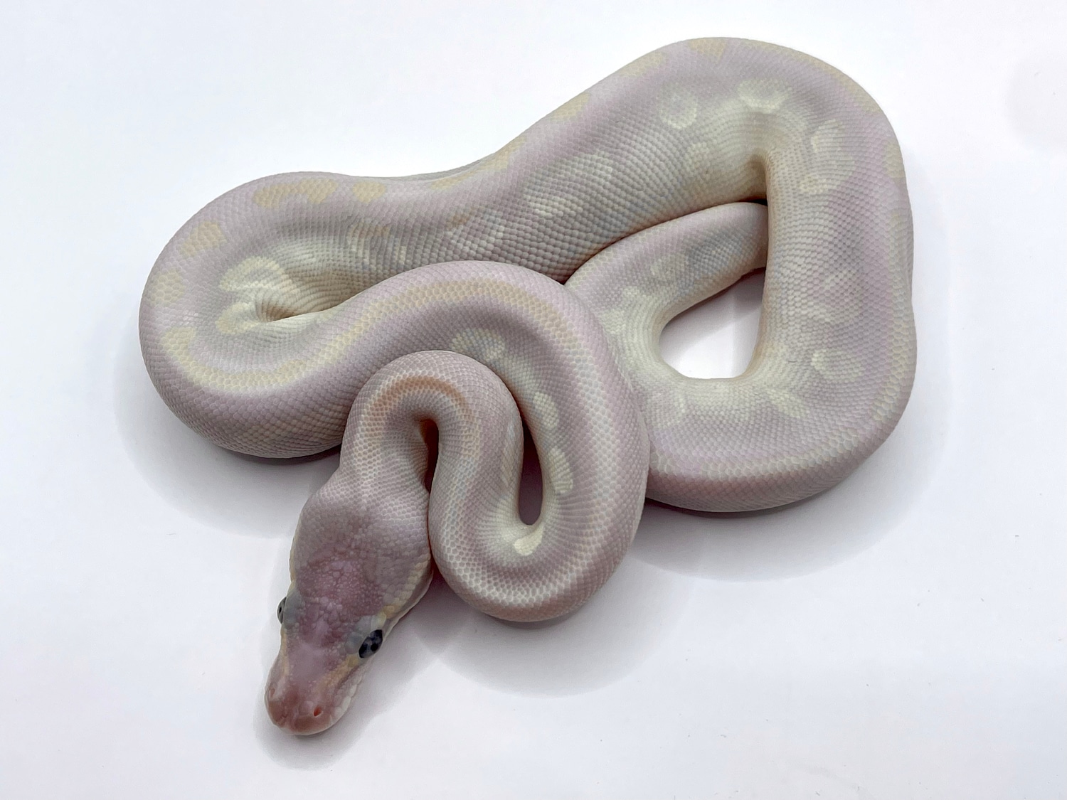 Mystic Russo Microscale Ball Python by Ben Huitt - MorphMarket