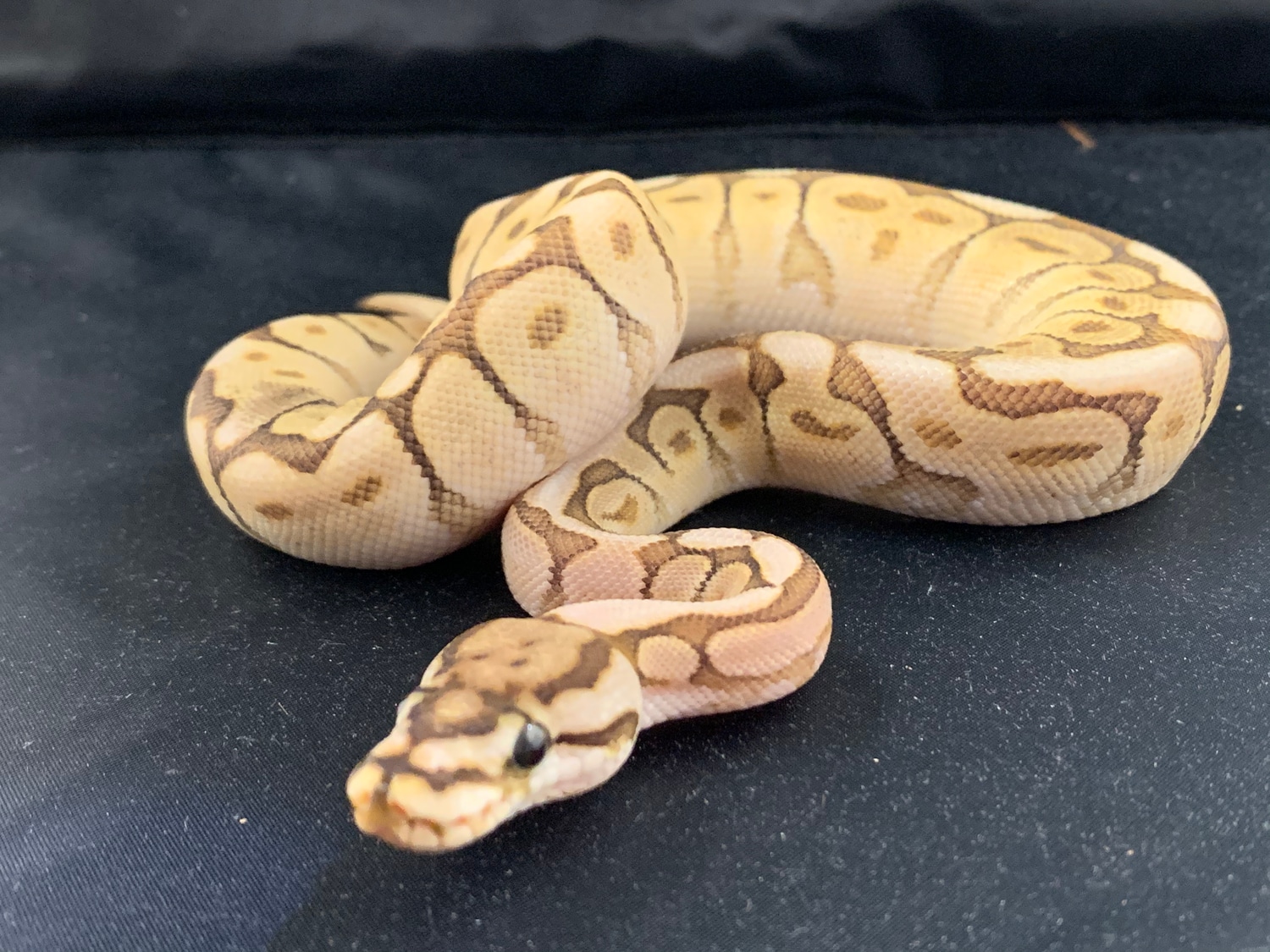 Lesser Spider Ball Python by New Moon Reptiles, LLC - MorphMarket
