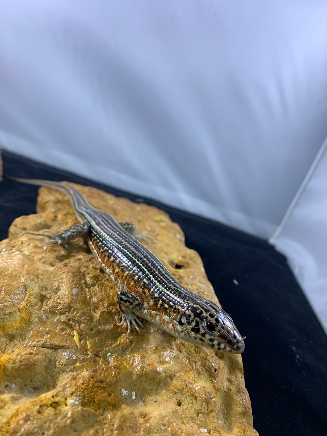 Mad Ornate Girdled Lizard (Zonosaurus Ornatus) Other Lizard by New Moon