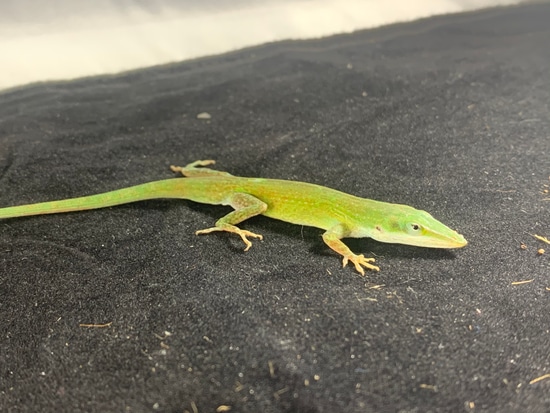 feeder anoles
