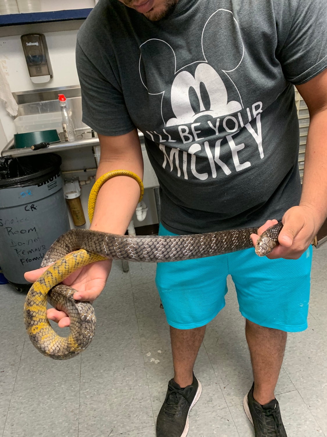 Yellow Tail Cribo Snake Other Colubrid by New Moon Reptiles, LLC