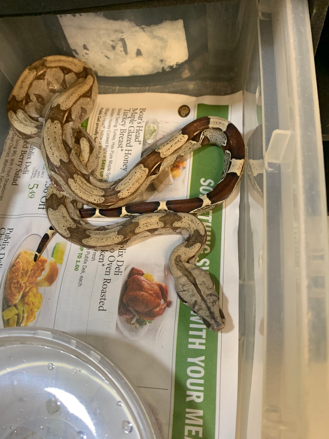 Guyana True Redtailed Boa Constrictor by New Moon Reptiles, LLC