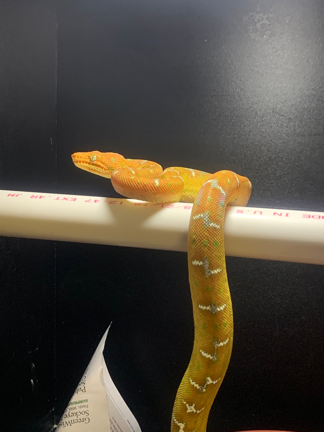 Emerald Tree Boa Northern Emerald Tree Boa by New Moon Reptiles, LLC