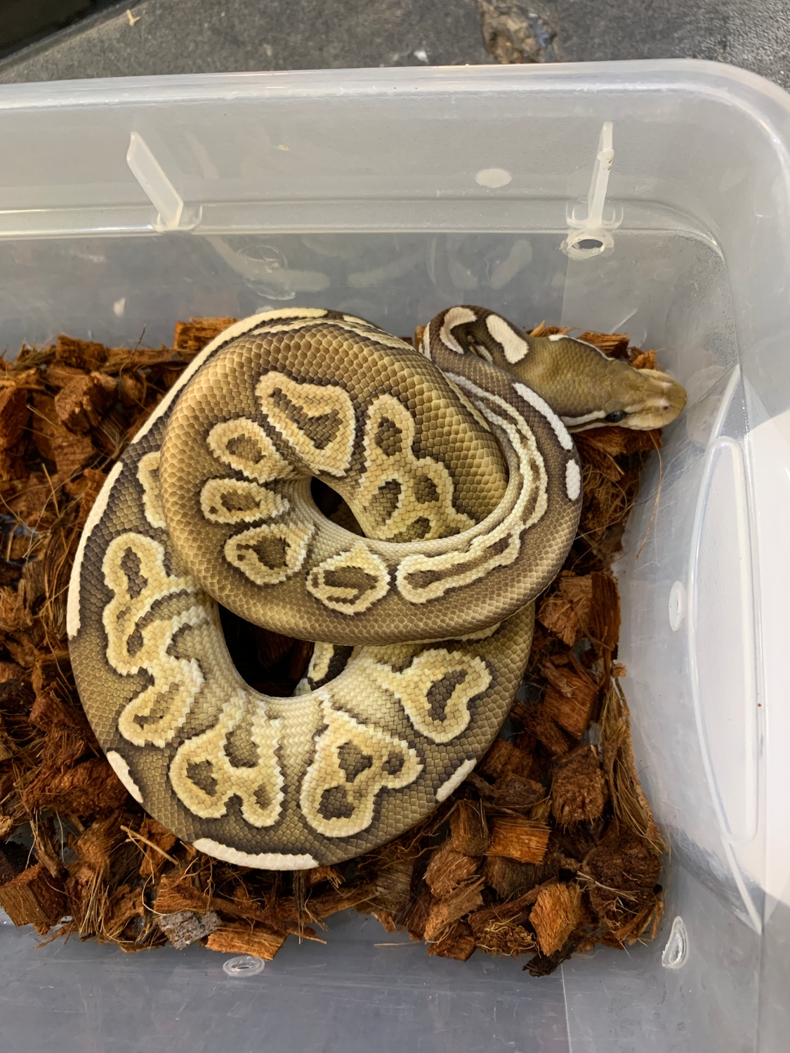 Black Pastel Butter Het Ghost Ball Python by New Moon Reptiles, LLC