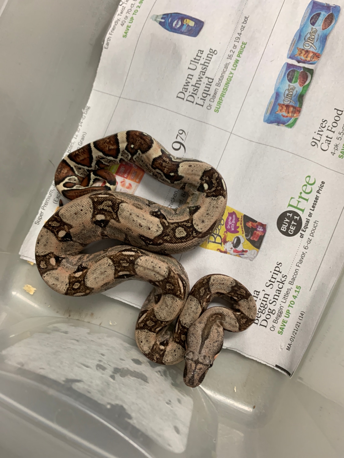 Colombian Boa True Redtailed Boa Constrictor by New Moon Reptiles, LLC