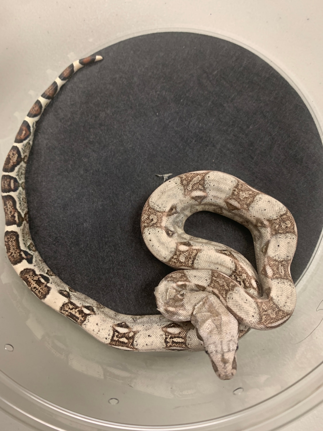Colombian Boa Boa Constrictor by New Moon Reptiles, LLC MorphMarket