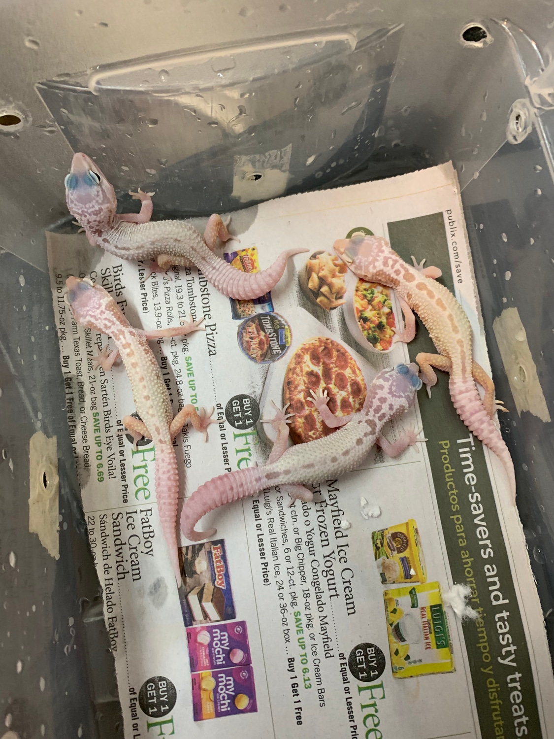 Mack Snow Leucistic Leopard Gecko by New Moon Reptiles, LLC MorphMarket