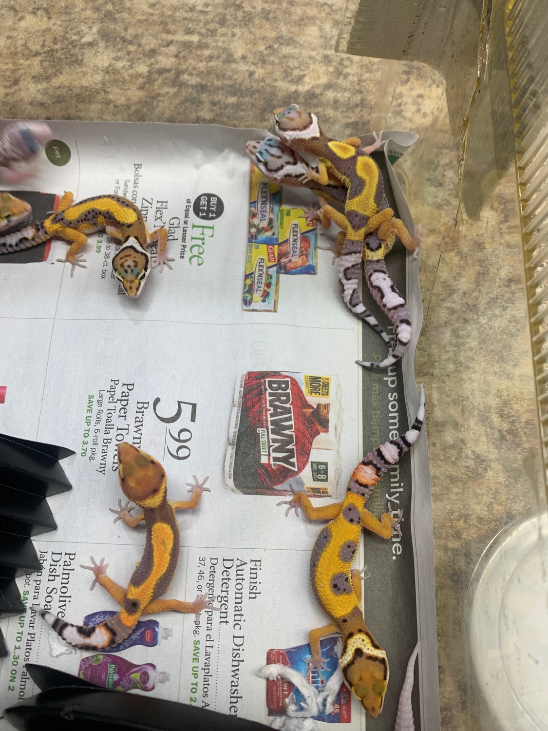 Jungle Desiner Leopard Gecko by New Moon Reptiles, LLC MorphMarket