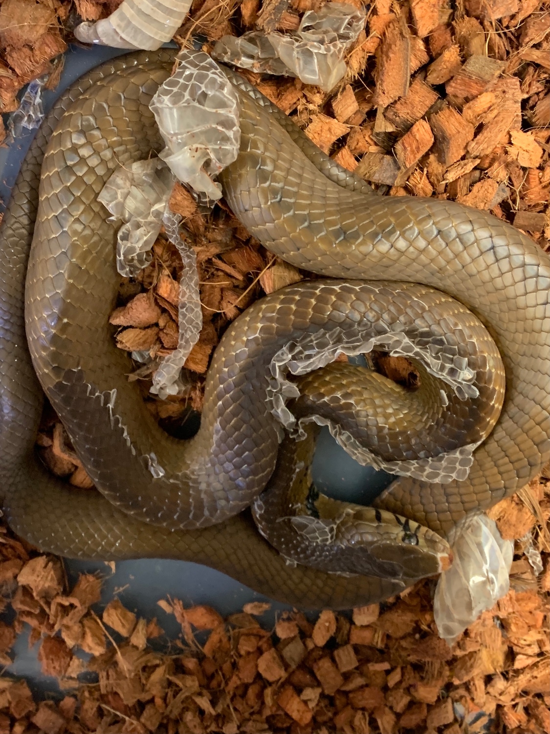 Black Tail Cribo Indigo Snake by New Moon Reptiles, LLC MorphMarket