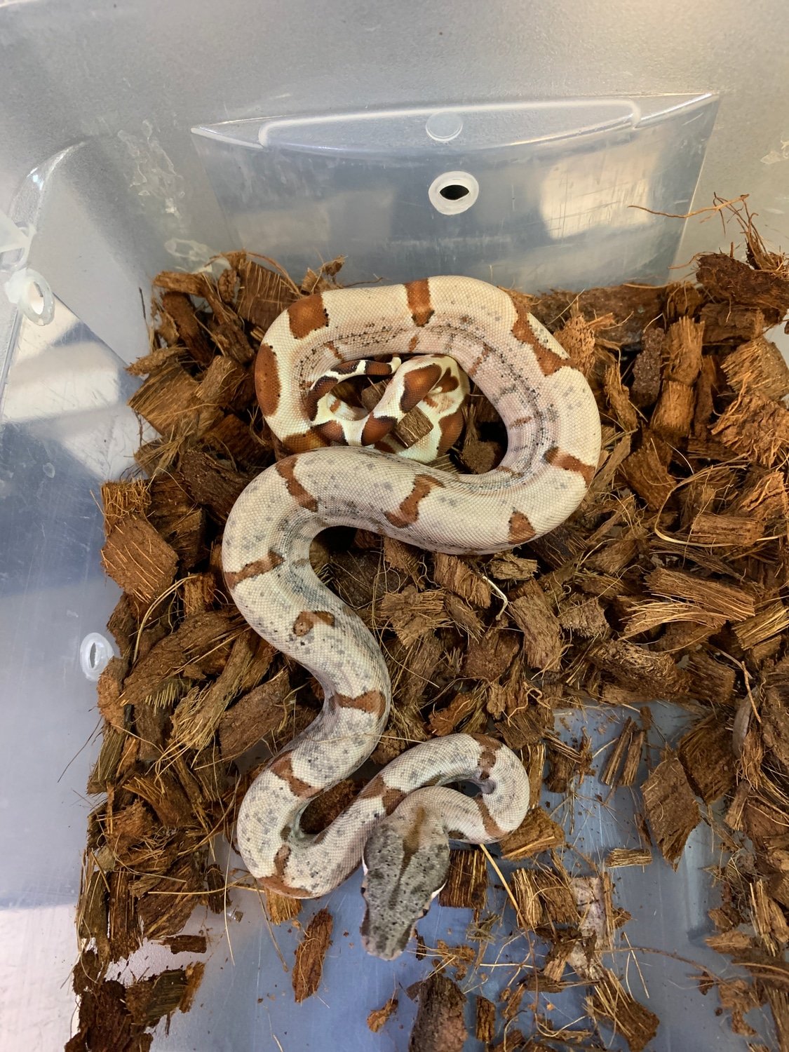 Super Hypo Het Sunglow Boa Constrictor by New Moon Reptiles, LLC