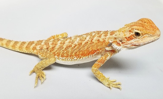 Bearded Dragon 