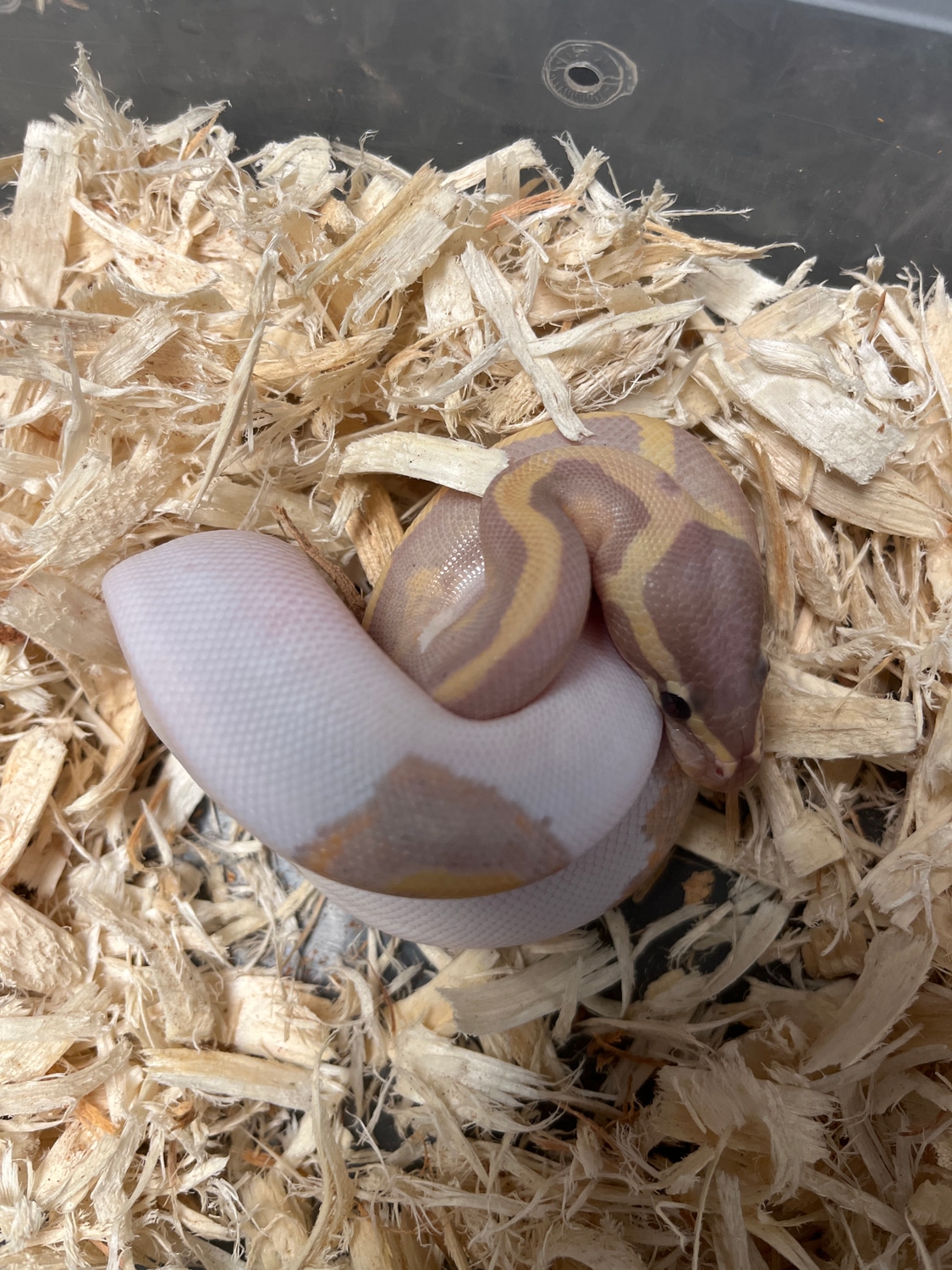 Banana Pied Ball Python by New Moon Reptiles, LLC MorphMarket